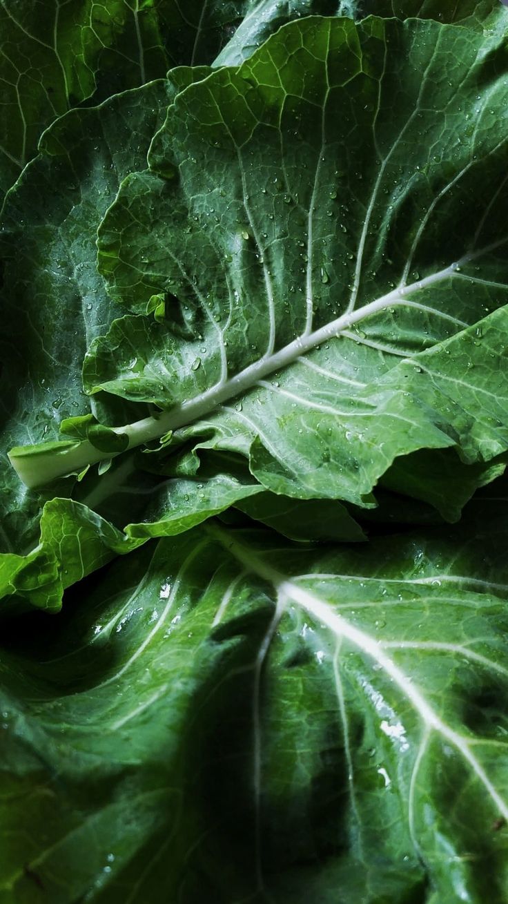 Couve em pó